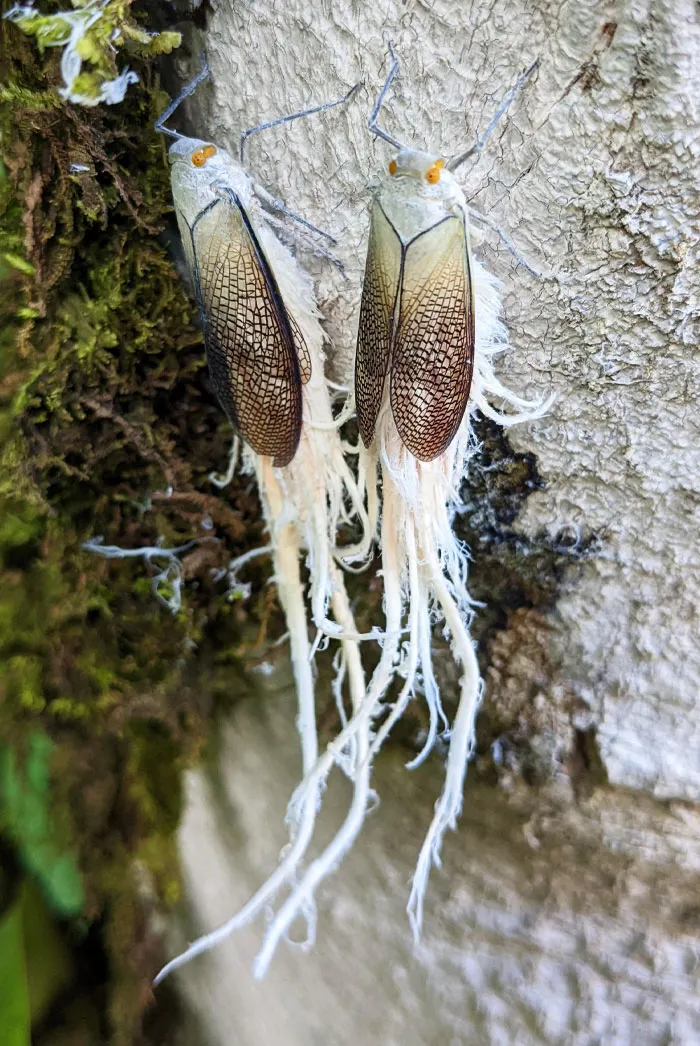Visto en Costa Rica