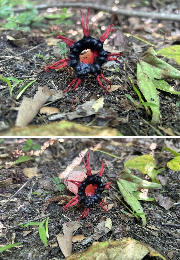 Este hongo de aspecto malvado en mi patio