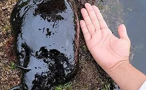 50 Of The Most Horrific Things Mother Nature Produced That People Caught On Camera (New Pics)