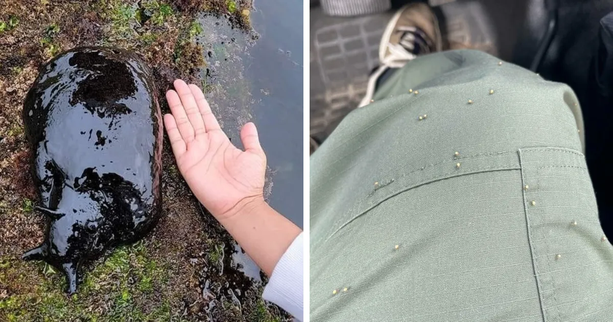 37 Creaciones horripilantes de la madre naturaleza que podrían causar pesadillas (nuevas fotos)