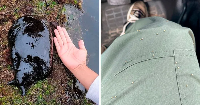37 Creaciones horripilantes de la madre naturaleza que podrían causar pesadillas (nuevas fotos)
