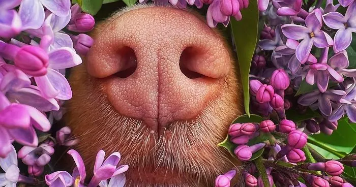 Meet Milo, The Charming Dog King Of Butterflies, Captured In Cute Garden Photos (37 Pics)