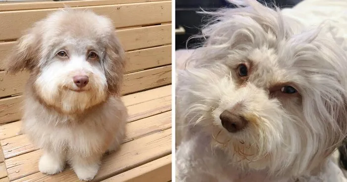 This Dog Has A Human-Like Face, And It's Creating A Buzz Online