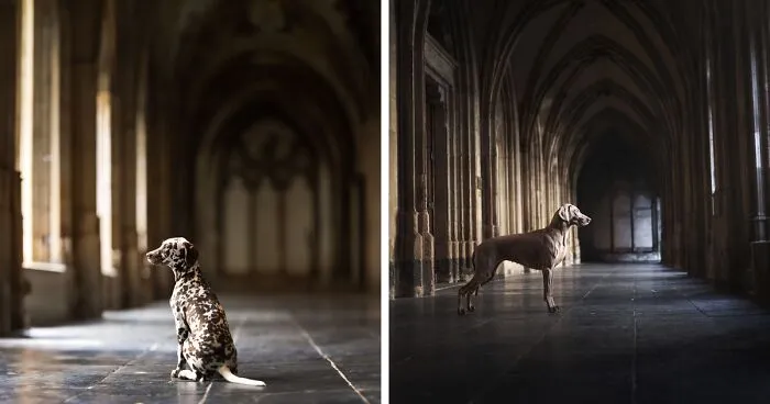 My 27 Photos Of Dogs That I Took In Atmospheric Surroundings