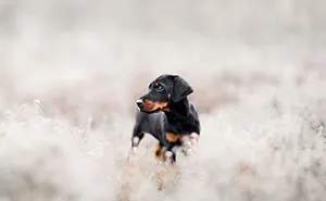 My 27 Photos Of Dogs That I Took In Atmospheric Surroundings