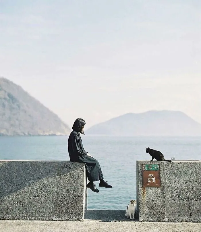 This Account Shared 29 Amusing Street Photos Featuring Cats