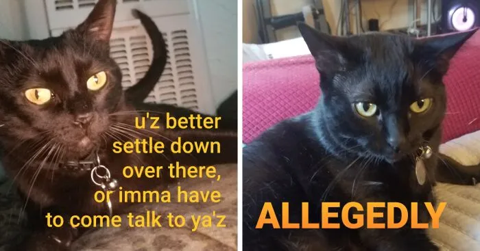Best Of Letterkenny: 7 Memes Of My Cat