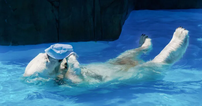 I Photographed Polar Bear's Hat Trick (16 Pics)