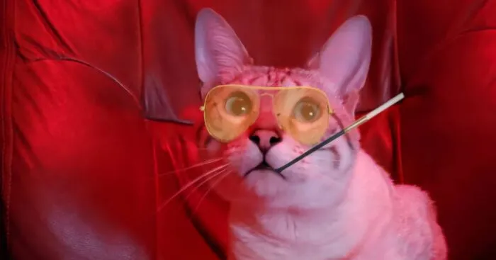 I Created Images Of My Cat Paired With Quotes From Fear And Loathing (12 Pics)