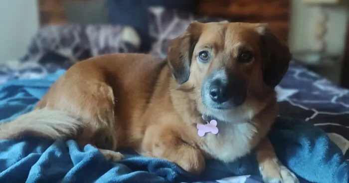 Hey Pandas, Share Your Dog's Pictures (Closed)