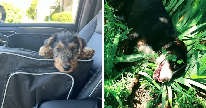 Hey Pandas, Post The Cutest Pic Of Your Pet (Closed)