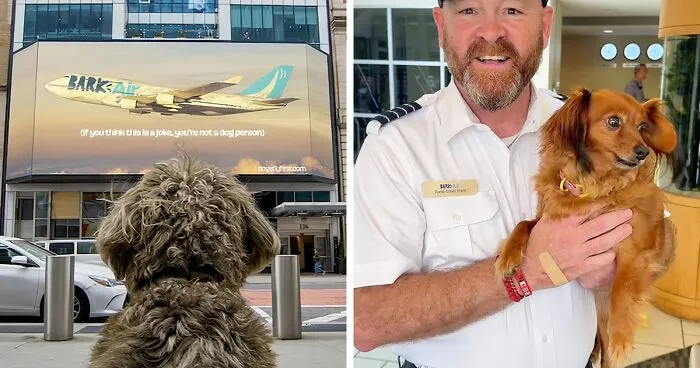 Bark Air, Where Dogs Rule The Skies In Luxury With A New Airline Designed For Them