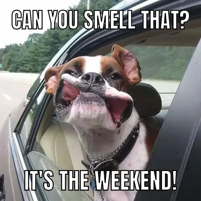Happy Friday meme with a dog sticking its head out of a car window, enjoying the start of the weekend.