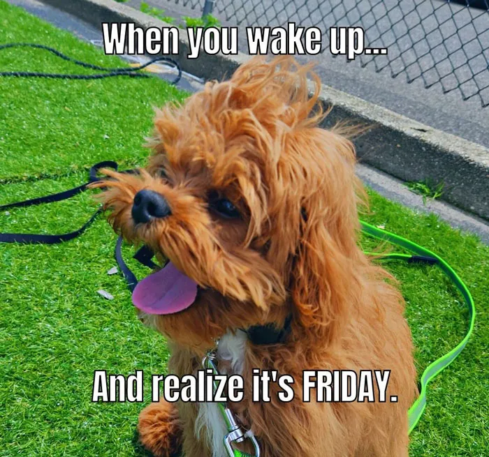 Happy Friday meme with a fluffy dog sitting on grass, tongue out, and text: "When you wake up... And realize it's FRIDAY."