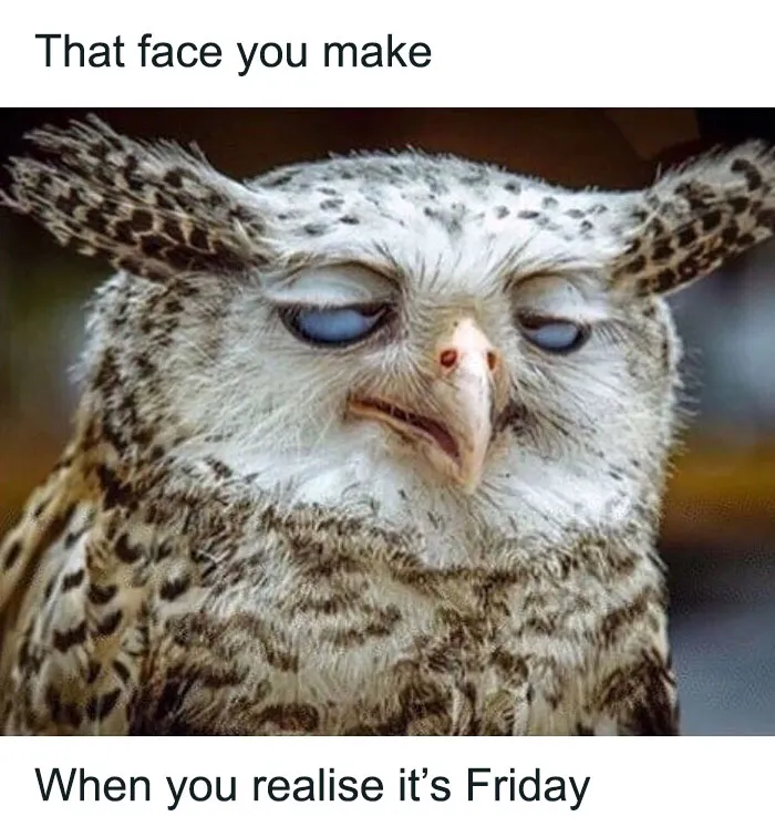 Owl making a funny face with text about realizing it's Friday, perfect for happy Friday memes.