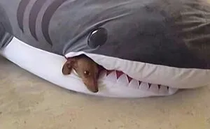 Feel-Good Animal Memes: 50 Reasons To Smile Today