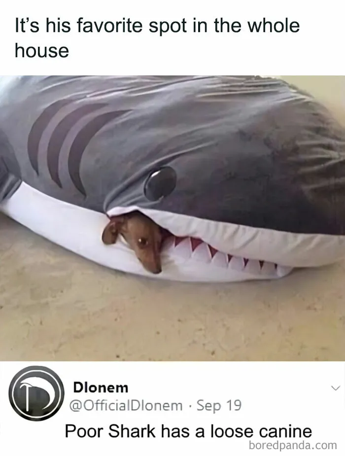 Grumpy-Animal-Memes