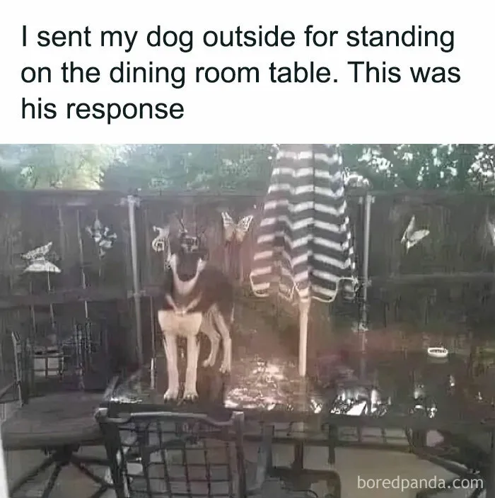 Feel-Good Animal Memes: 50 Reasons To Smile Today