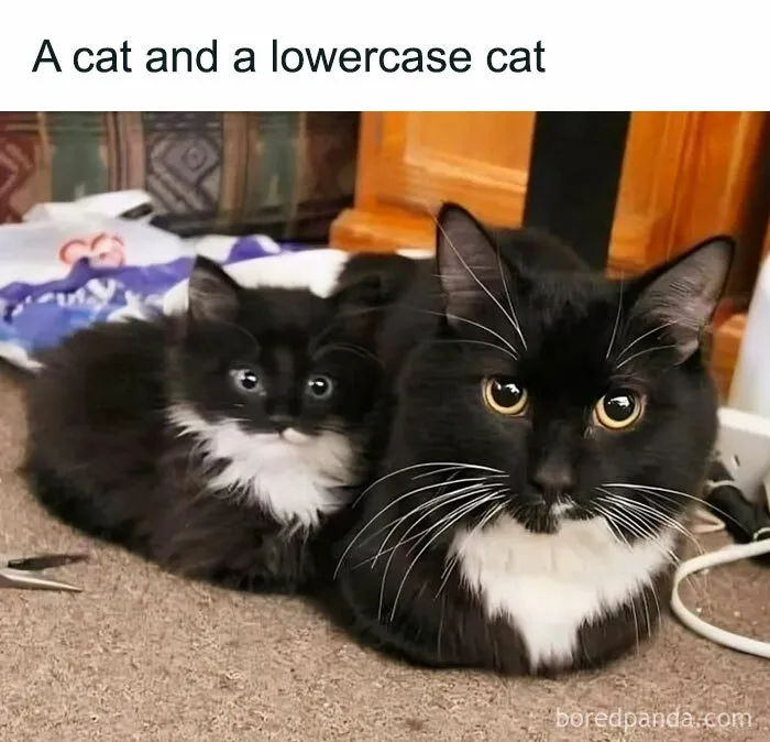 Feel-Good Animal Memes: 50 Reasons To Smile Today
