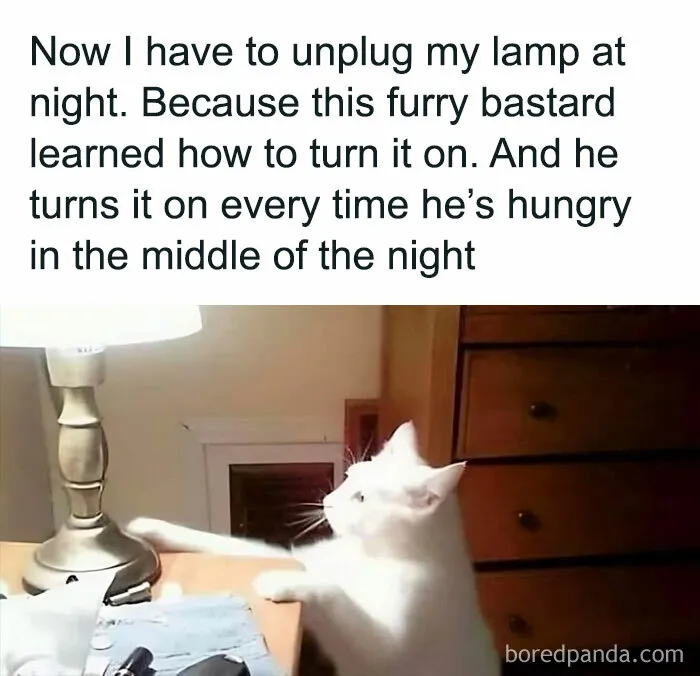 Feel-Good Animal Memes: 50 Reasons To Smile Today