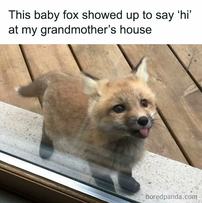 Feel-Good Animal Memes: 50 Reasons To Smile Today