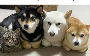Feel-Good Animal Memes: 50 Reasons To Smile Today