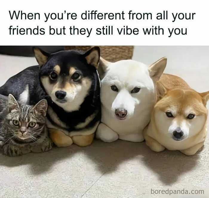 Grumpy-Animal-Memes