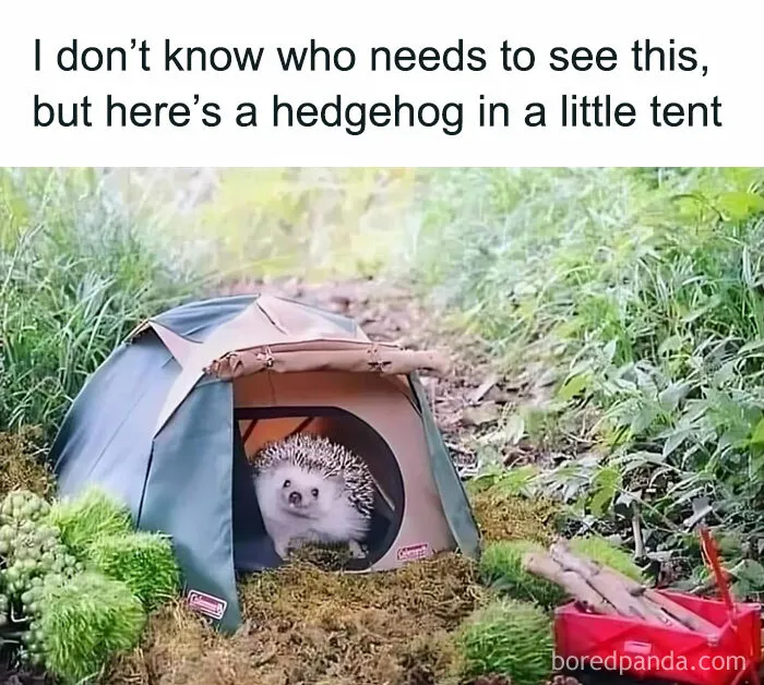 Feel-Good Animal Memes: 50 Reasons To Smile Today