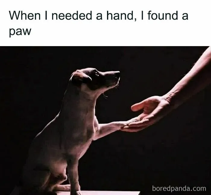 Feel-Good Animal Memes: 50 Reasons To Smile Today