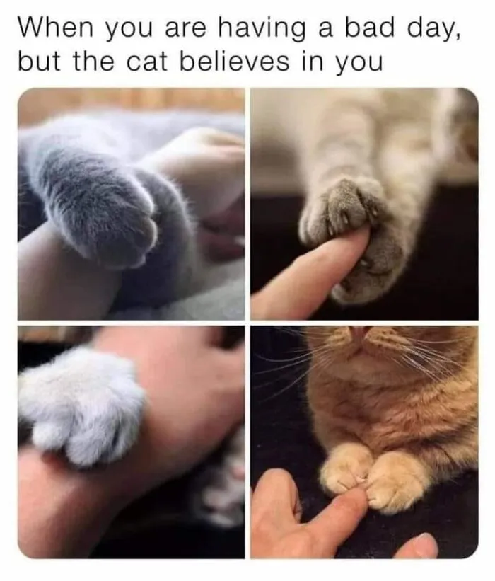 Feel-Good Animal Memes: 50 Reasons To Smile Today