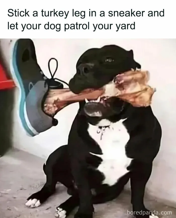 Feel-Good Animal Memes: 50 Reasons To Smile Today