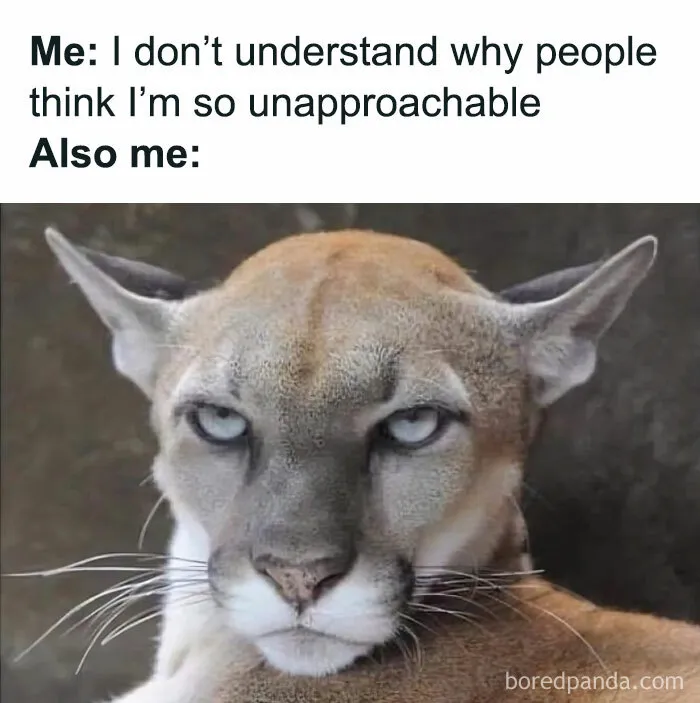 Feel-Good Animal Memes: 50 Reasons To Smile Today