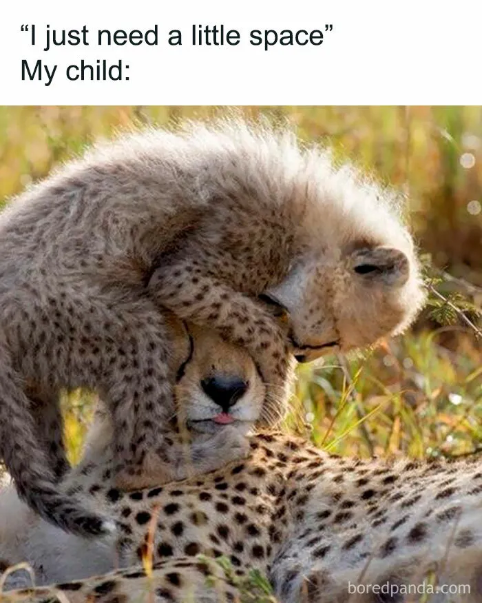 50 Memes That New Moms And Dads Might Find Incredibly Relatable