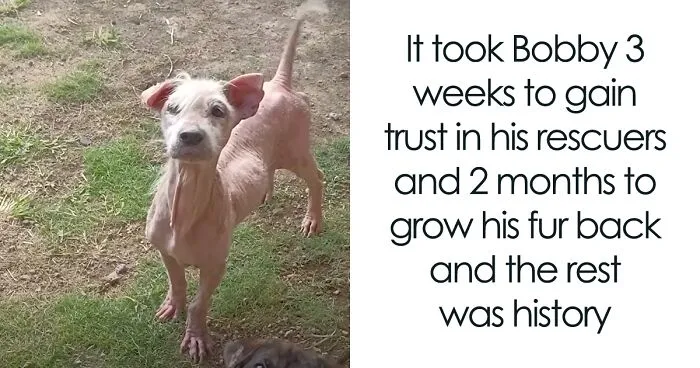 The Unrecognizable Transformation Of A Rescued Dog That Went From Bald To Blonde
