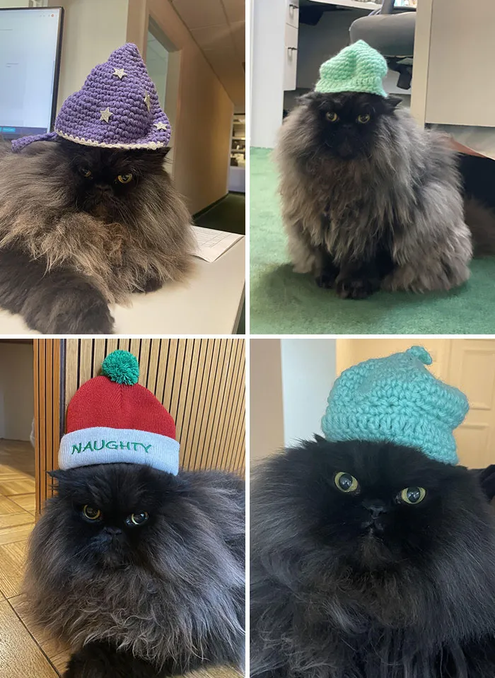 Mi compañera y yo le ponemos gorritos al gato de la oficina