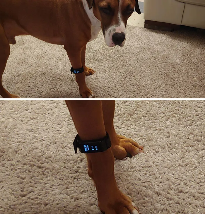 Me están obligando a competir en un desafío de pasos Fitbit en la oficina