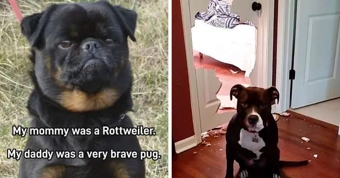 50 Soul-Healing Dog Memes That Are Cute And Funny At The Same Time