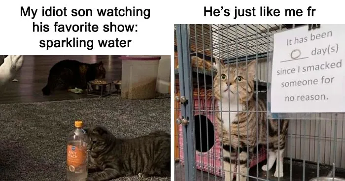 50 Of The Best Memes Featuring Cats