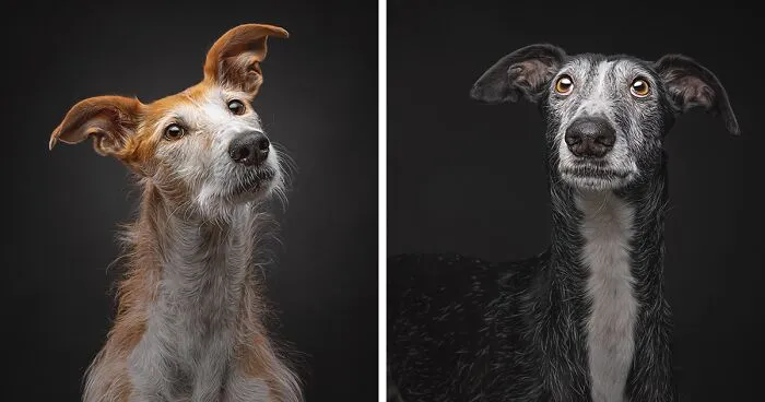 How Adopting A Galgo Español Helped Me Find Purpose In Life (33 Pics)