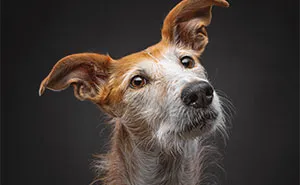 How Adopting A Galgo Español Helped Me Find Purpose In Life (33 Pics)