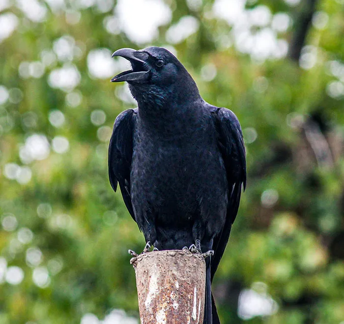 30 Interesting Facts To Intrigue The Ever-Curious