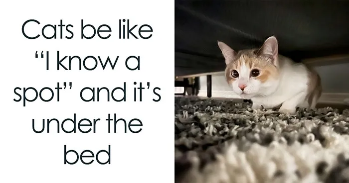 If You're Having A Rough Day, These 50 Wholesome Cat Pics And Memes May Cheer You Up