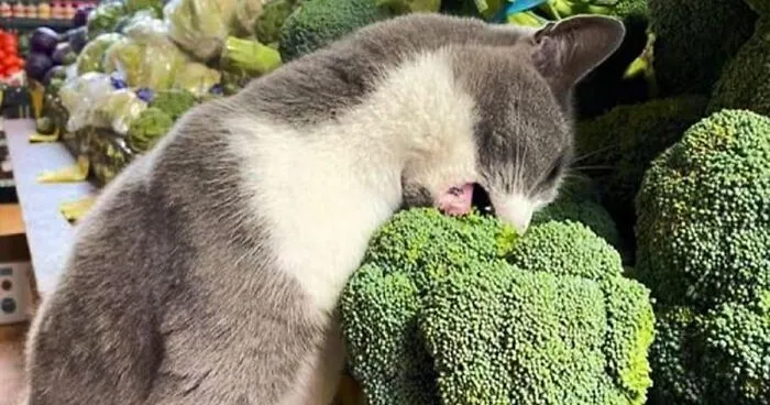 If You're Having A Rough Day, These 50 Wholesome Cat Pics And Memes May Cheer You Up