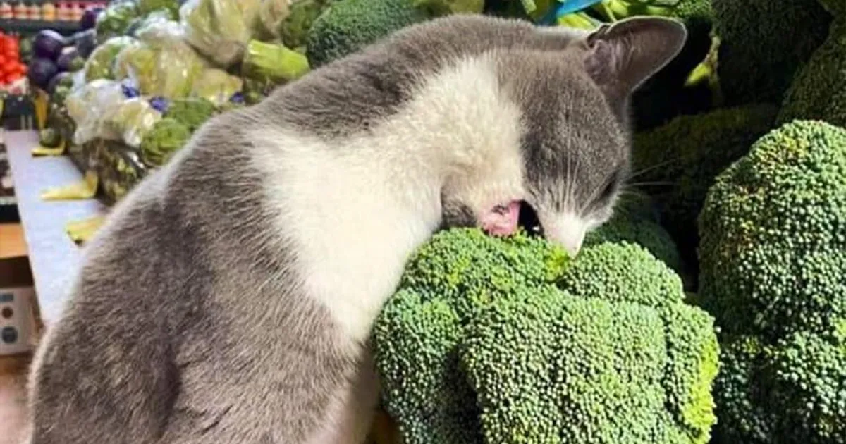 26 Fotos de gatos adorables para animarte si llevas un mal día