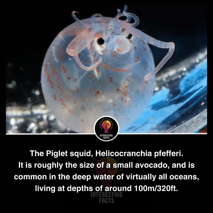 50 True Interesting Facts About Random Things, Shared By This Facebook Page