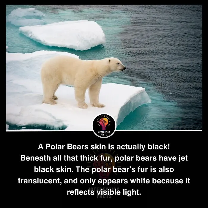 50 True Interesting Facts About Random Things, Shared By This Facebook Page