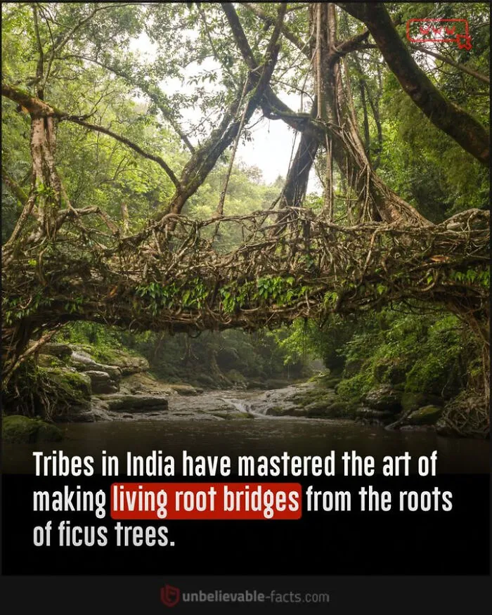 50 True Interesting Facts About Random Things, Shared By This Facebook Page