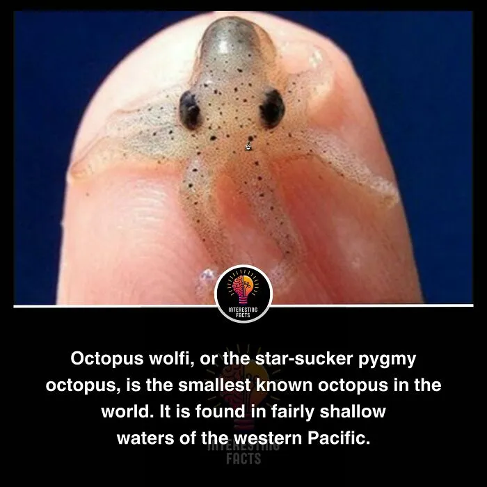 50 True Interesting Facts About Random Things, Shared By This Facebook Page