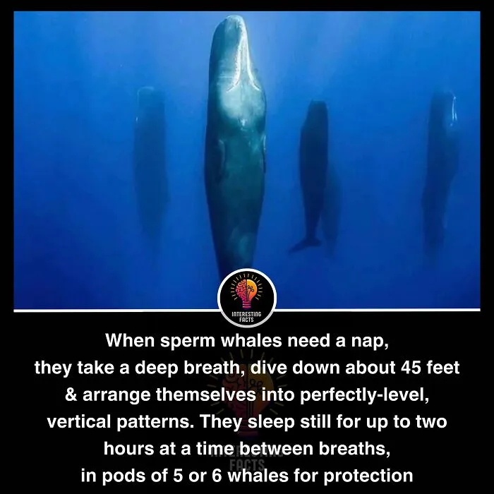 50 True Interesting Facts About Random Things, Shared By This Facebook Page