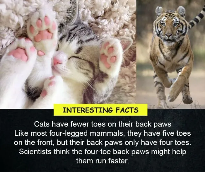 50 True Interesting Facts About Random Things, Shared By This Facebook Page